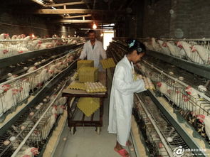 滄源縣畜牧漁業(yè)飼料銷售助力產(chǎn)業(yè)健康發(fā)展